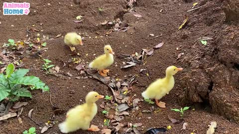 Baby monkey and baby duck