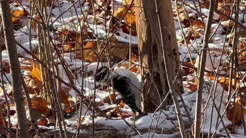 Hairy woodpecker. RIP Tree. Eventually