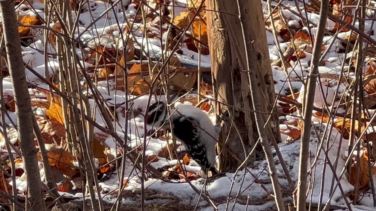 Hairy woodpecker. RIP Tree. Eventually