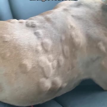 Beautiful clips dogs