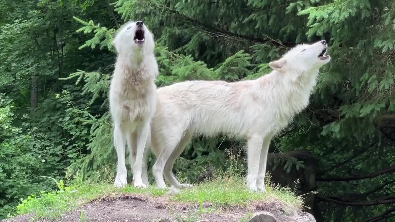 Two Stunning Wolves Howl