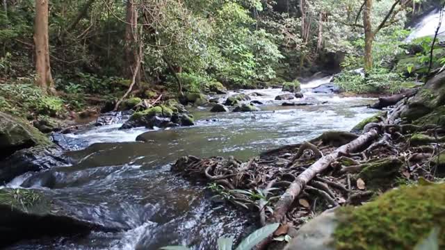 Relaxation, nature, meditation, the sound of birds, seas, rivers and trees