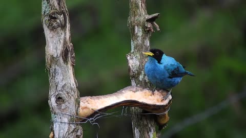 Blue bird eat