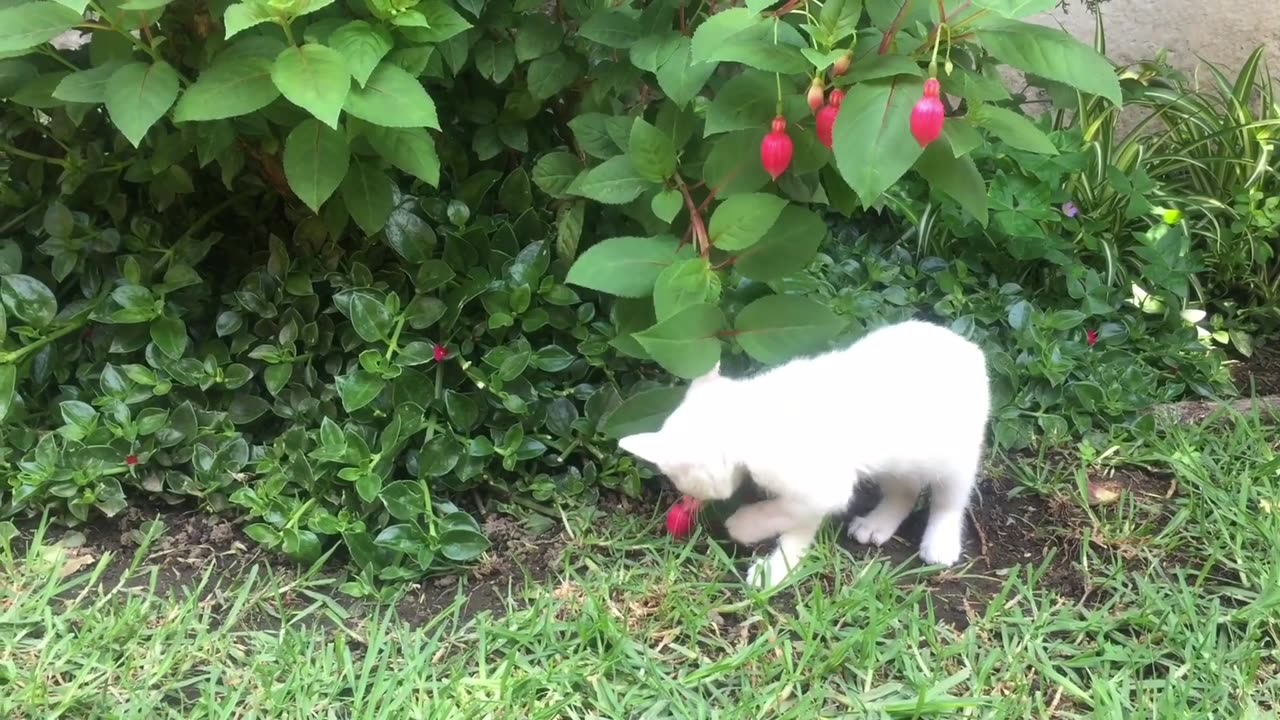 Cute cat busy time