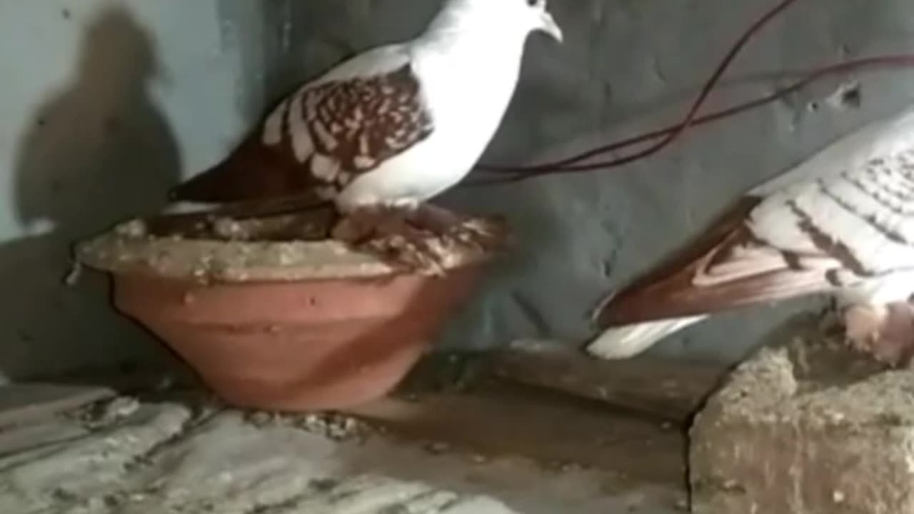 Swallow pigeons __ حمامة ريشها كيرلي