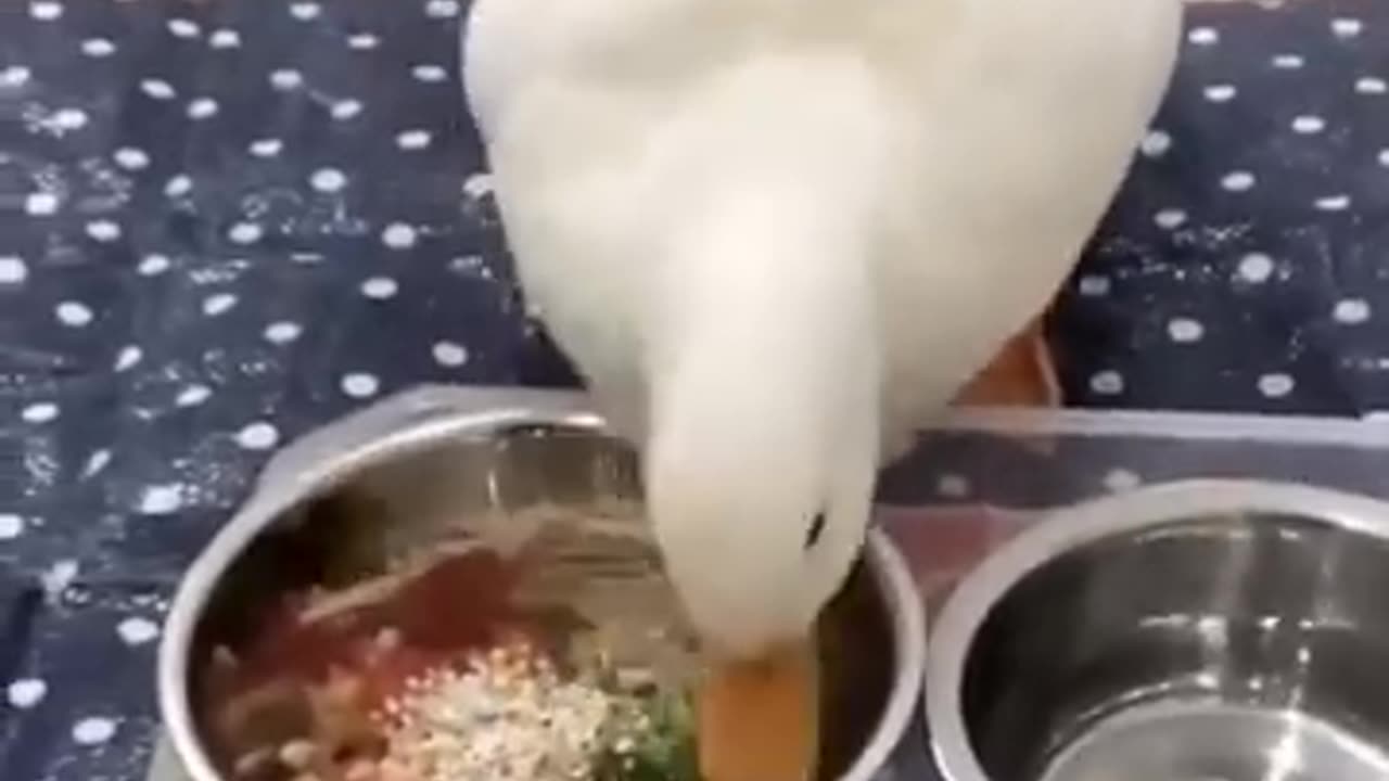 Cutest_baby_animals_Videos_Compilation_Cute_moment