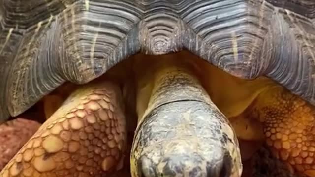 Do you see the wrinkles on the turtle? It's clear that