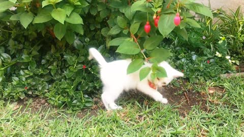 Silly kitten plays fetch just like a tiger 🐯🐹