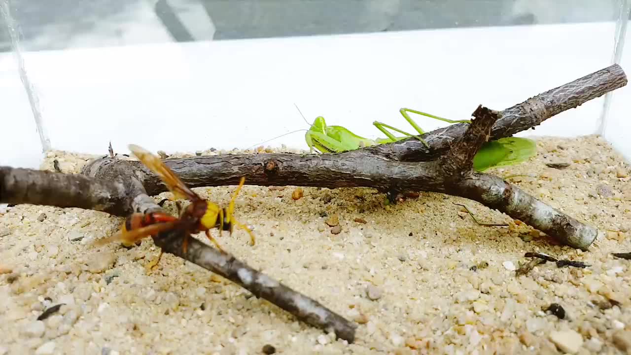 Deadly PRAYING MANTIS vs HORNET and WASP BRUTAL FIGHT - Insect Stories-4