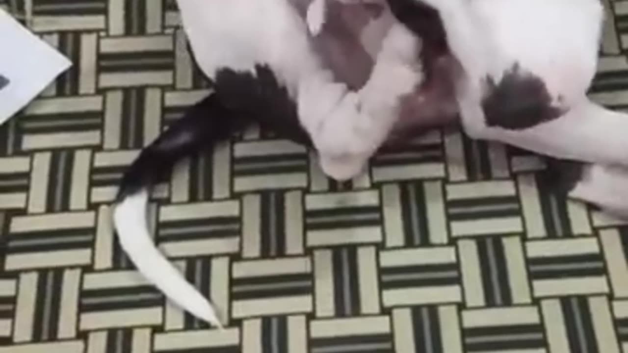 My Dog is Smarter than Husky and Chihuahua 🔥😍