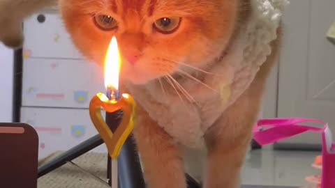 CAT BIRTHDAY FUNNY VIDEOS