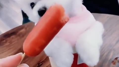 Cute and Funny Dogs Videos Compilation 2022