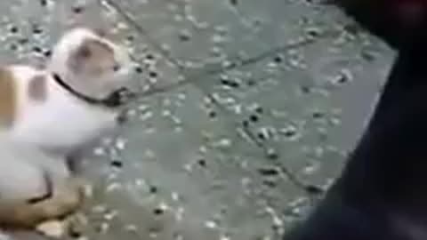 Cat defends child