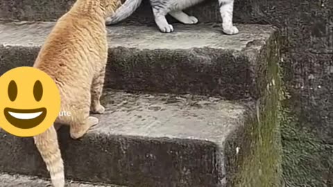 Funny Cats Fighting :)