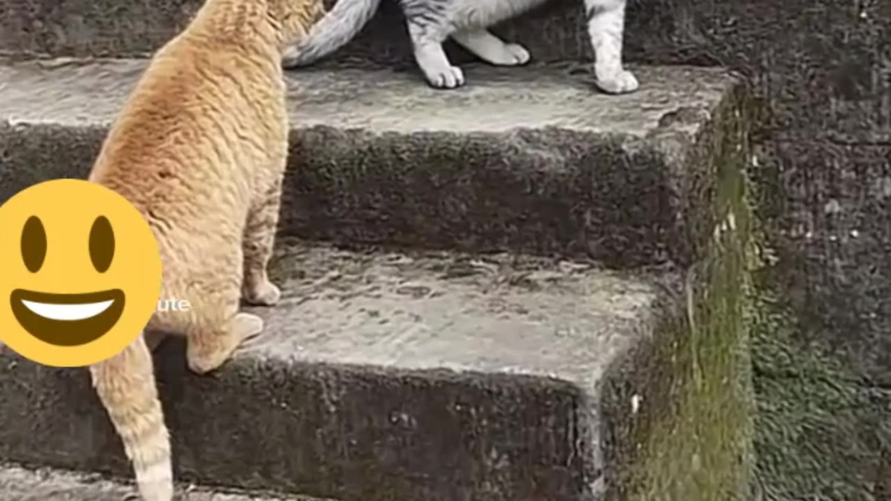 Funny Cats Fighting :)