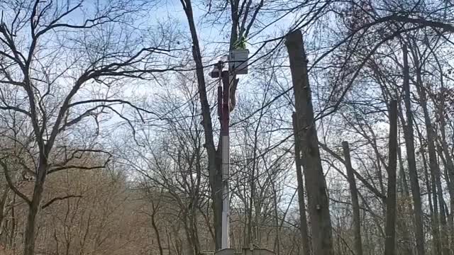 Electric company clearing the right-of-way