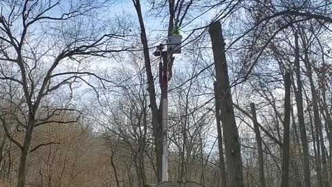 Electric company clearing the right-of-way