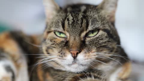 Cute cat looking to camera