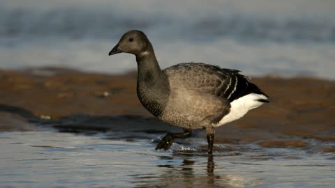 The Brent Goose: Close Up HD Footage (Branta bernicla)