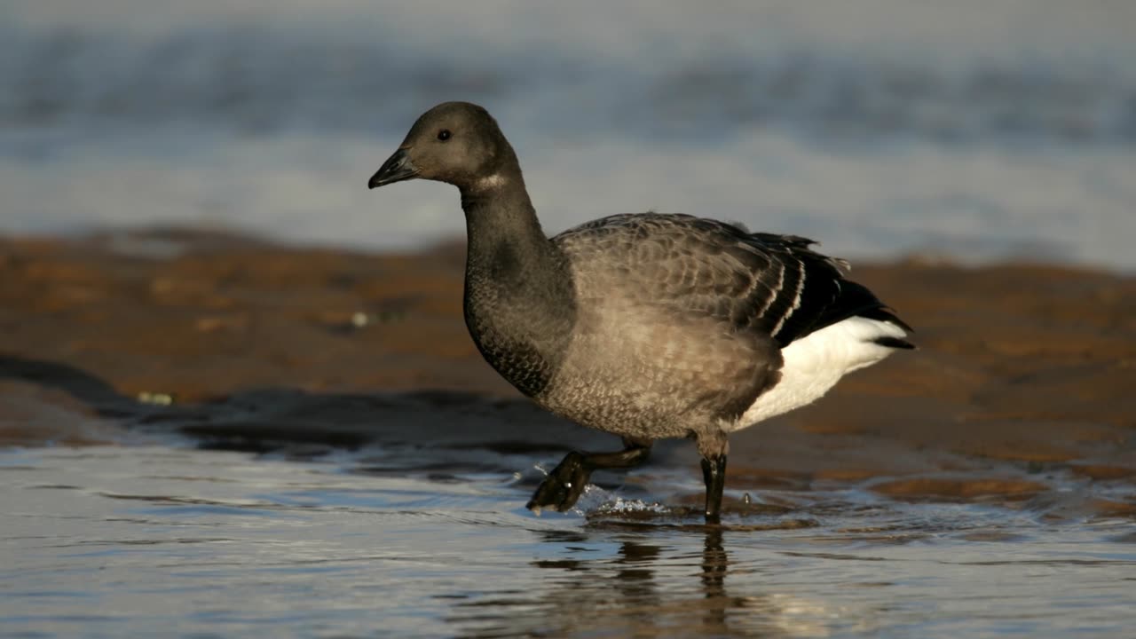 The Brent Goose: Close Up HD Footage (Branta bernicla)