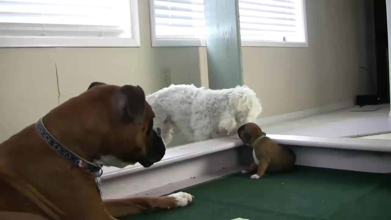 Puppy Gets Stuck on Ledge