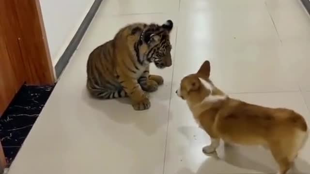 Dog and tiger, naughty little guy