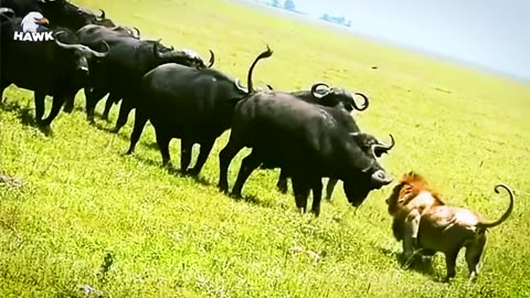 30 MOMENTS When the ANIMALS Messess with the OPPONENET. - ANIMAL FIGHT