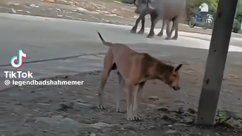 Funny dog