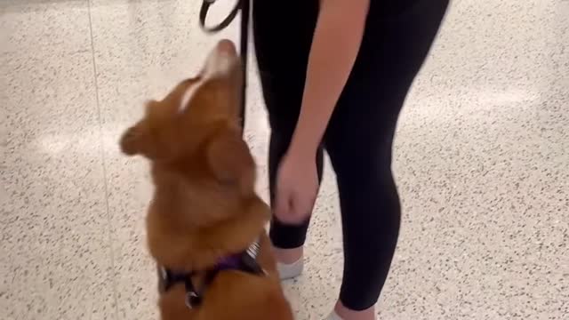 Going through airport security with a Service Dog ✈️🦮