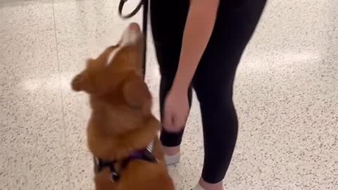 Going through airport security with a Service Dog ✈️🦮