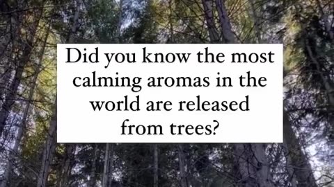 Amazing Trees