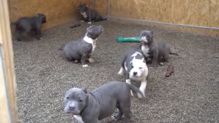 Curious Baby Pitbulls (Friends Of Man)