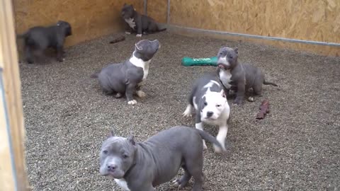 Curious Baby Pitbulls (Friends Of Man)