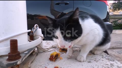 How turned on is this cat?