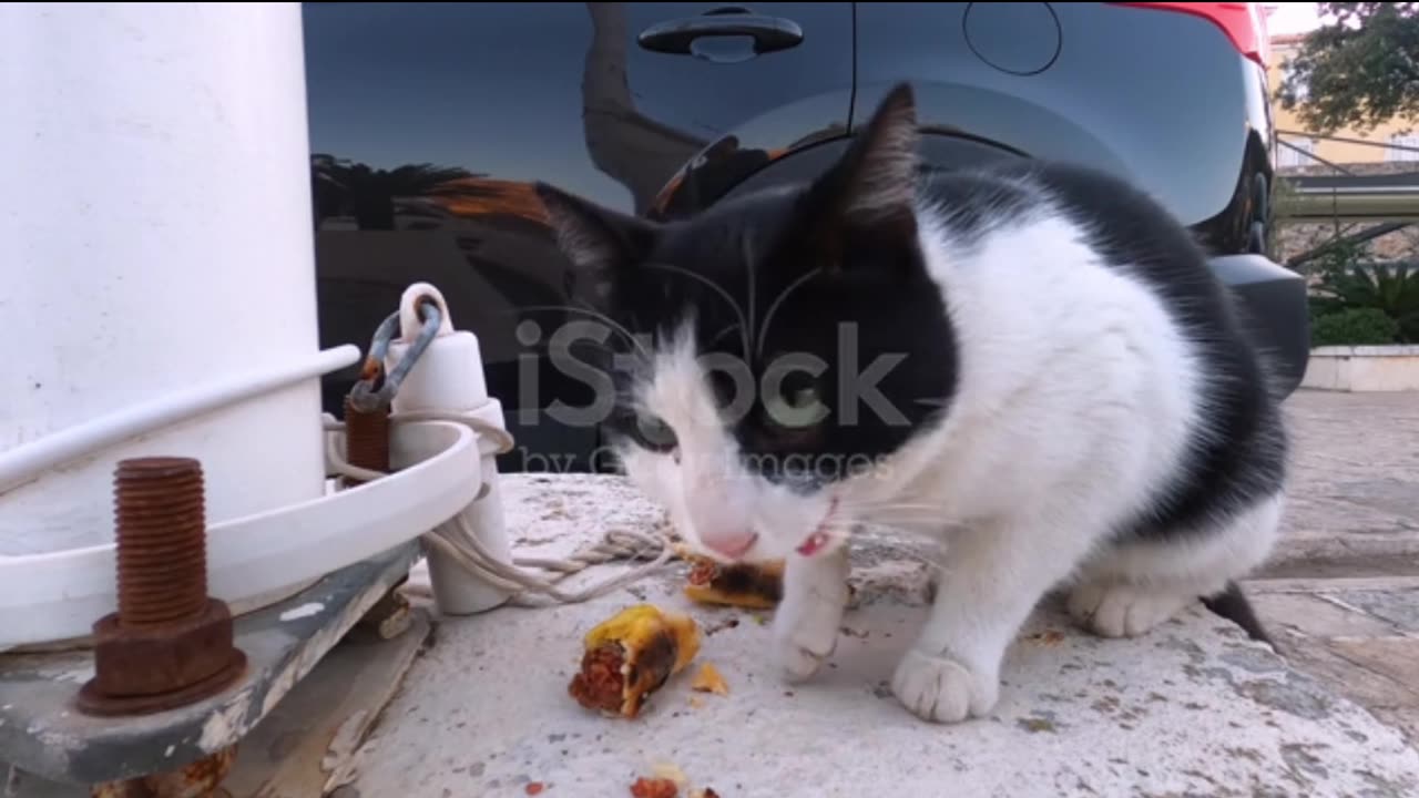 How turned on is this cat?