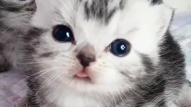 THE BEST CUTES KITTEN EVER