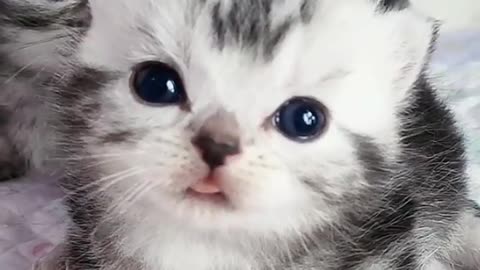 THE BEST CUTES KITTEN EVER