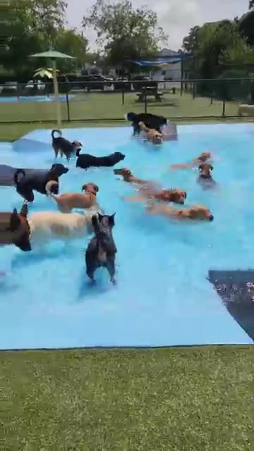 Pool Day for the Pups __ ViralHog