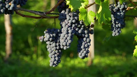 These grapes are sweet...