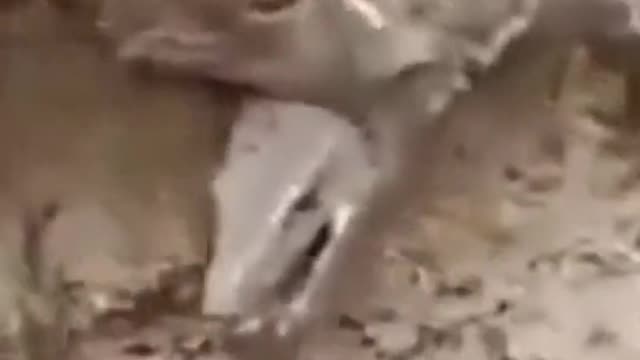 The dog is done for