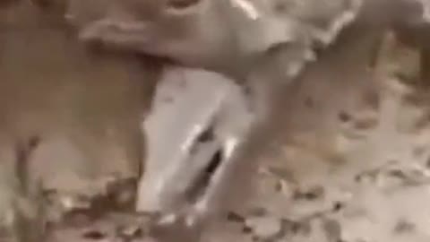 The dog is done for