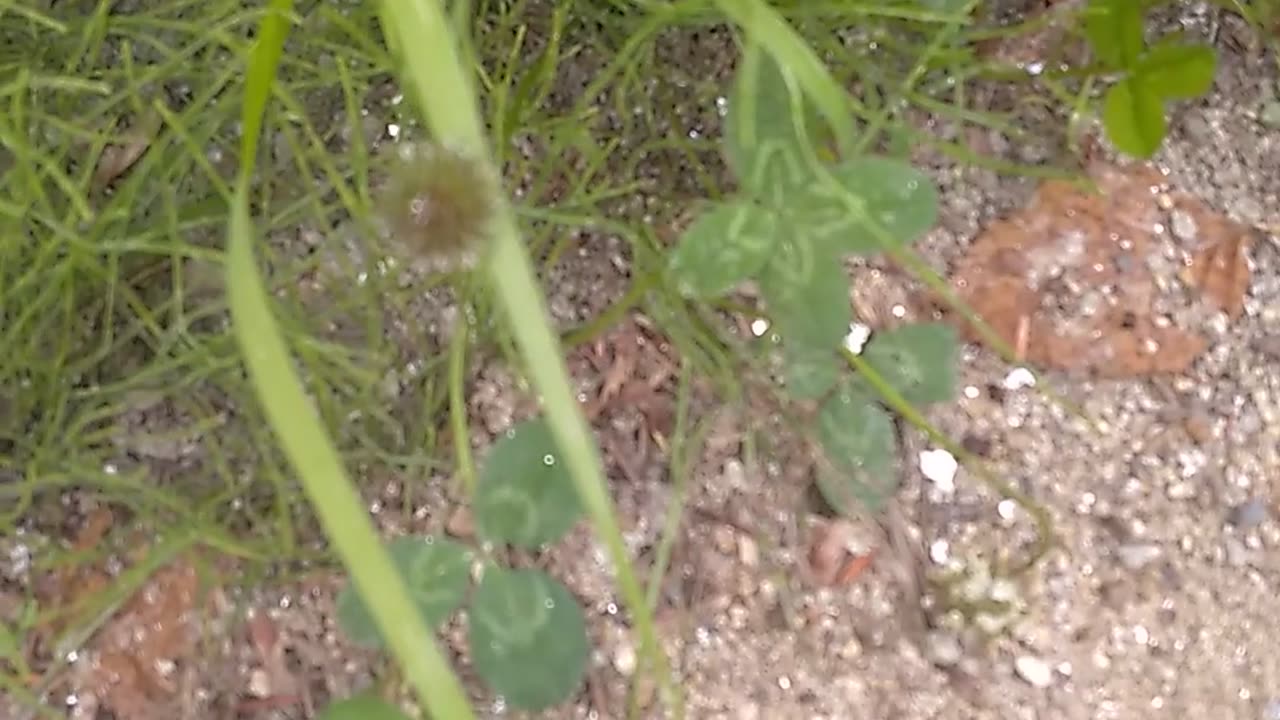 Four-leaf clovers