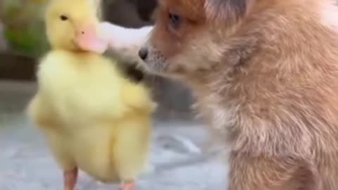 DOG AND CHICK FRIENDSHIP🤗