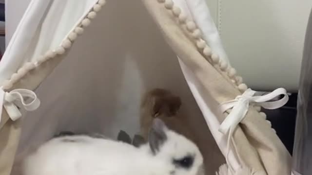Come and have a look, this is a group of cute little animals
