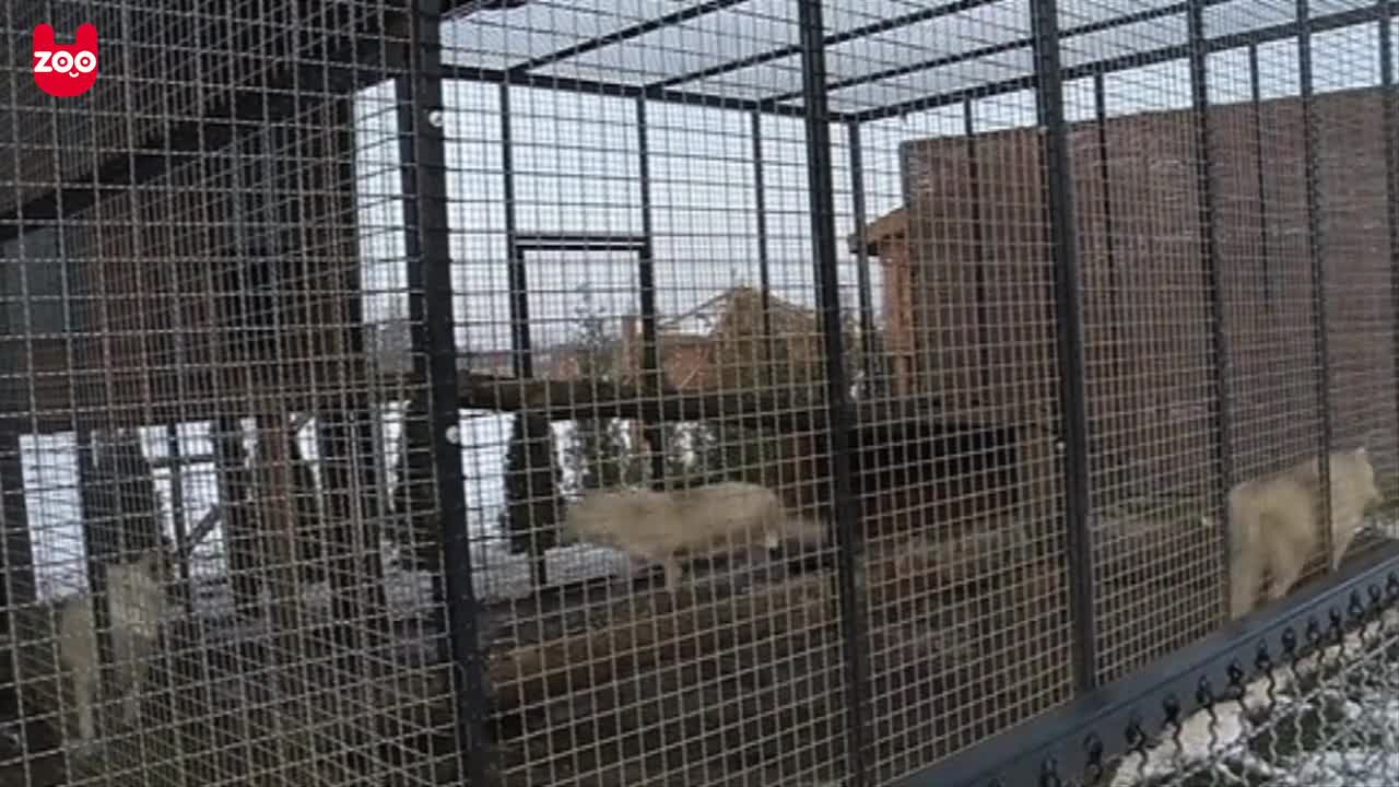 Rare White Lion Cubs