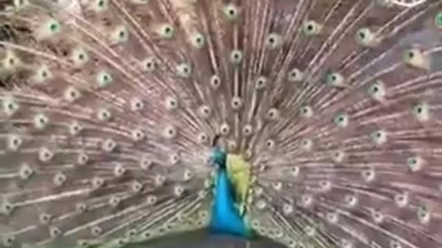 Peacock 🦚 dance