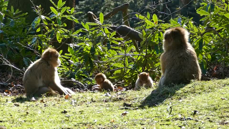 Funny Monkey family babies 2 - Playing like Little imps!