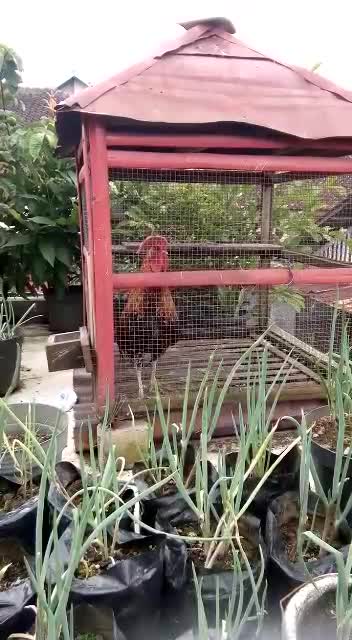 This chicken is always happy and laughing