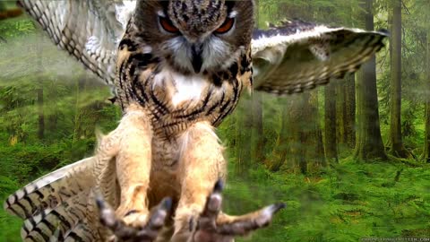 A falcon opens his wing in front of the camera