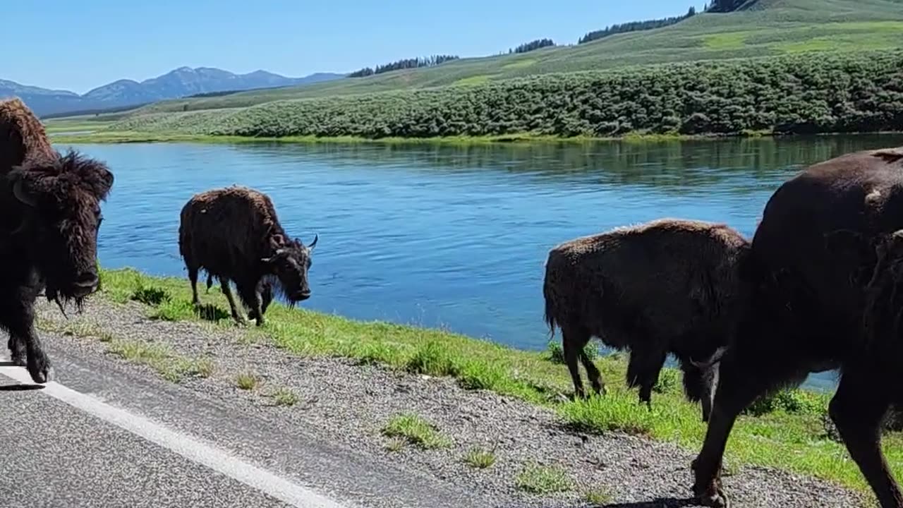 Bison Traffic Jam